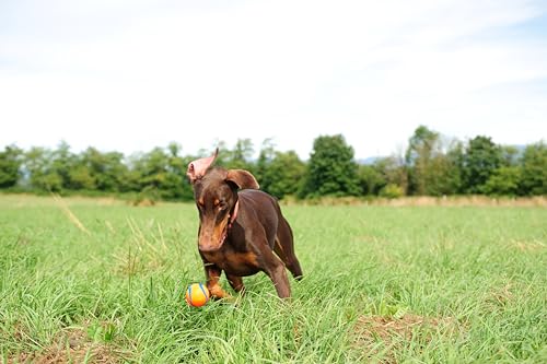 ChuckIt! Ultra Ball Dog Toy, Durable High Bounce Floating Rubber Dog Ball, Launcher Compatible Toy For Dogs, Medium (Pack of 2)