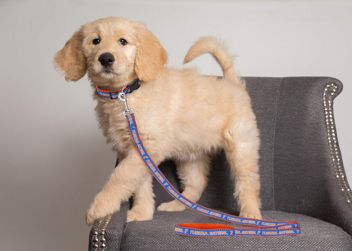 Pets First Collegiate Florida Gators Pet Leash, Small
