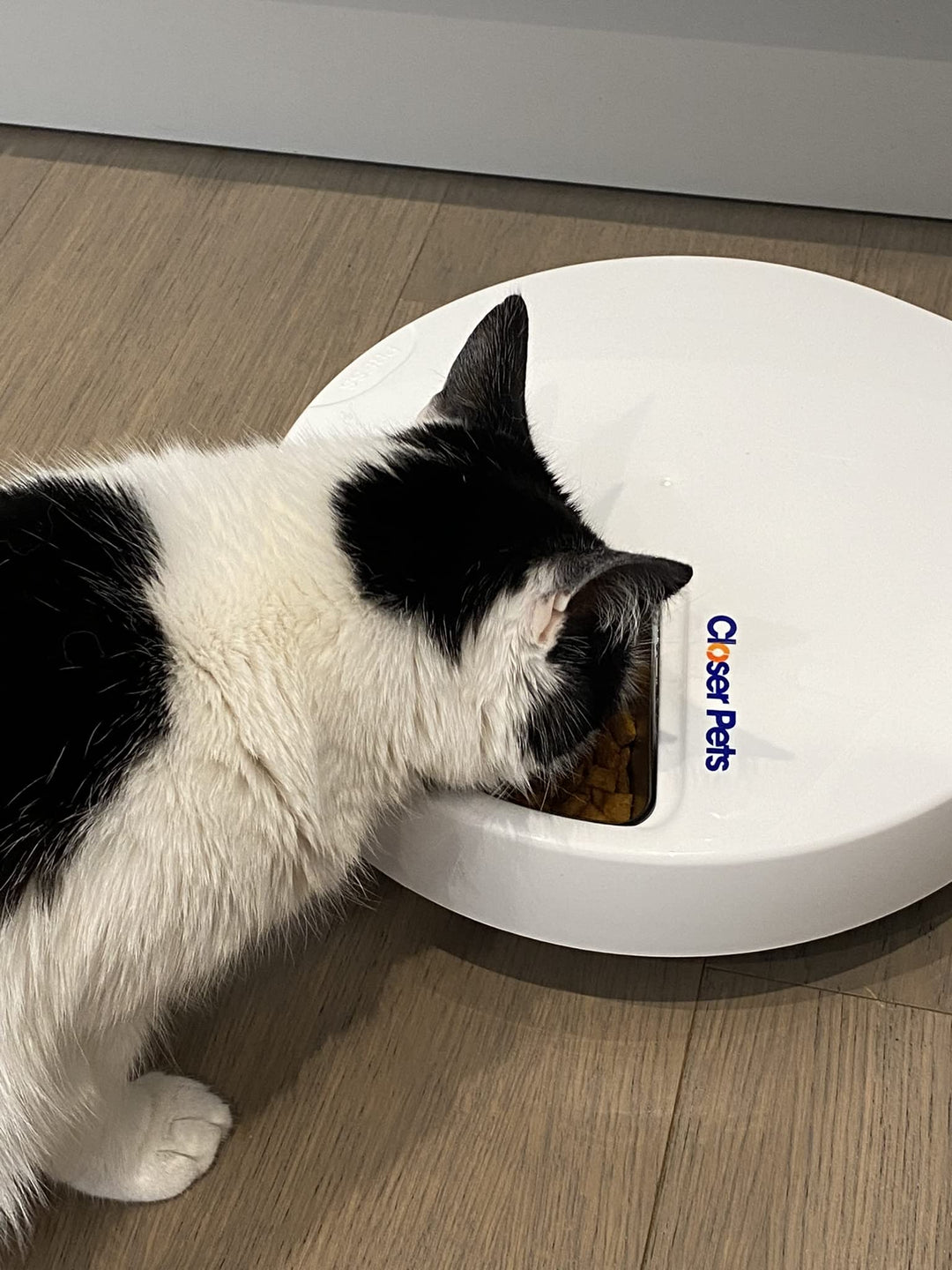 Closer Pets Automatic Pet Feeder | Cat or Small Dog Bowl with Digital Timer | For Wet or Dry Pet Food, up to 330g in Each (formerly Cat Mate) (5 Meal Feeder Stainless Steel Bowl)