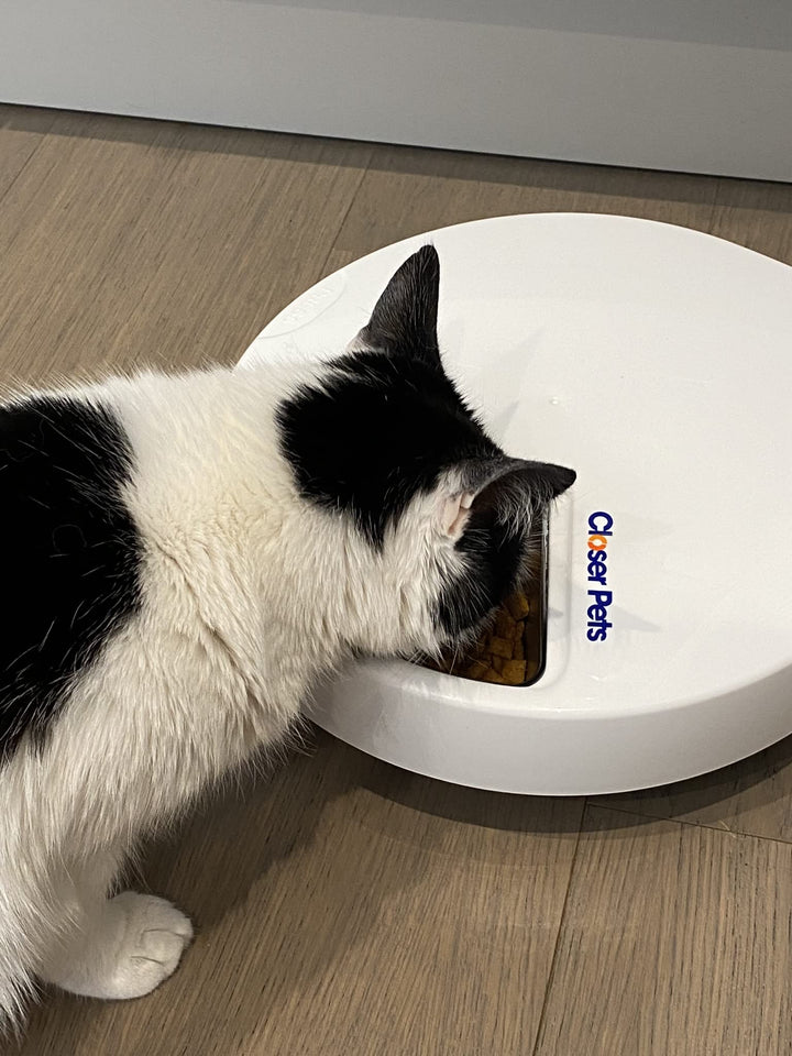 Closer Pets Automatic Pet Feeder | Cat or Small Dog Bowl with Digital Timer | For Wet or Dry Pet Food, up to 330g in Each (formerly Cat Mate) (5 Meal Feeder Stainless Steel Bowl)