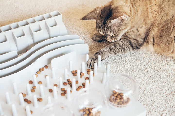 Fun Board Strategy Game for Cats, Puzzle Toy