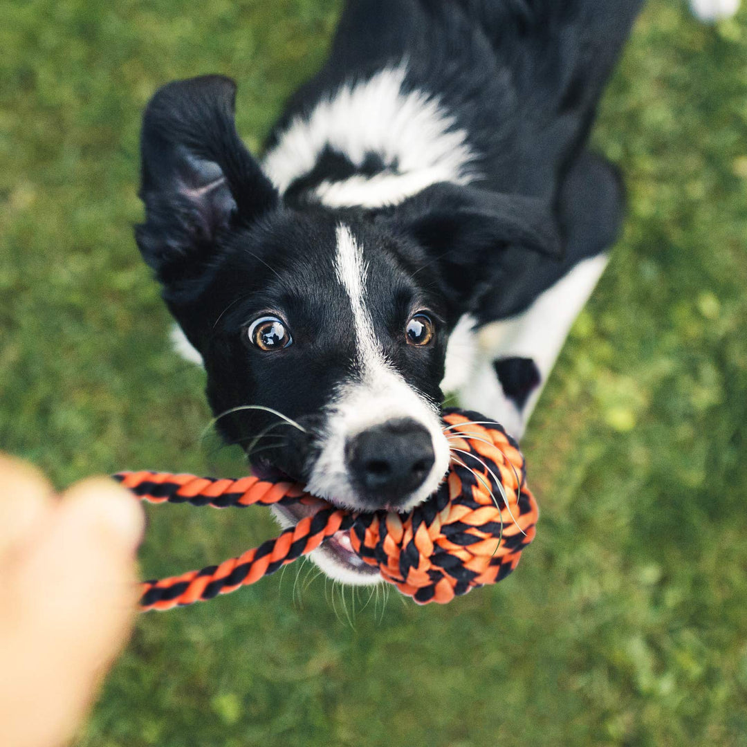 HARLOVY Large Tough Chew Toys for Aggressive Chewers Large Breed,Heavy Duty Dental Rope Toys Kit for Medium Dogs