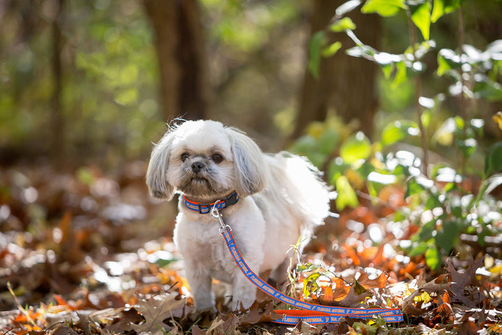 Pets First Collegiate Florida Gators Pet Leash, Small