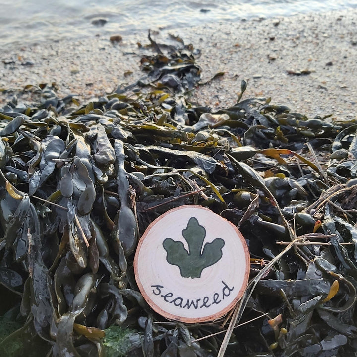 Green Earth Learning Wooden Learning Disks - Beach Scavenger Hunt